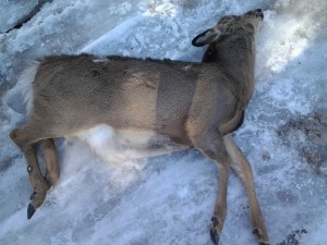 Deer_16